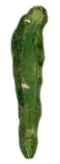 17 Hole
